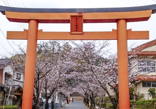 蒲生八幡神社 桜 花見